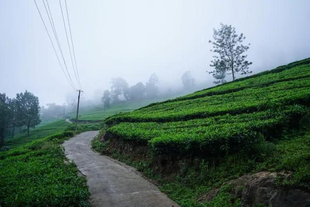 Lime Light Resort Munnar Kültér fotó